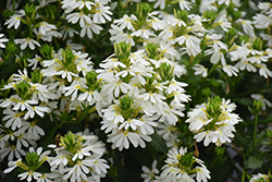 Whirlwind White Fan Flower (Scaevola aemula 'Whirlwind White') at Stonegate Gardens