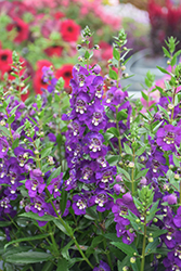 Angelissa Purple Angelonia (Angelonia angustifolia 'SAIANG002') at Stonegate Gardens