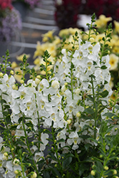 Angelissa White Angelonia (Angelonia angustifolia 'SAIANG001') at Stonegate Gardens