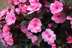Painted Select Light Pink New Guinea Impatiens (Impatiens hawkeri 'Paradise Select Light Pink') at Stonegate Gardens