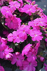 SunPatiens Compact Lilac New Guinea Impatiens (Impatiens 'SakimP063') at Stonegate Gardens