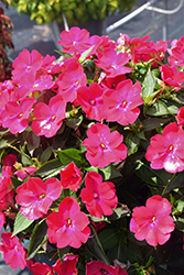 SunPatiens Compact Rose Glow New Guinea Impatiens (Impatiens 'SAKIMP061') at Lakeshore Garden Centres