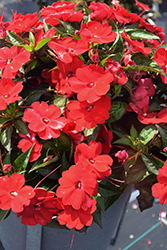 SunPatiens Compact Red New Guinea Impatiens (Impatiens 'SakimP030') at Lakeshore Garden Centres