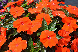 SunPatiens Vigorous Orange New Guinea Impatiens (Impatiens 'SAKIMP056') at Stonegate Gardens