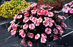 SunPatiens Vigorous Peach Candy Impatiens (Impatiens 'SAKIMP067') at Lakeshore Garden Centres