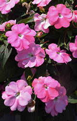SunPatiens Vigorous Pretty Pink Impatiens (Impatiens 'SAKIMP066') at Lakeshore Garden Centres
