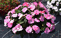 SunPatiens Vigorous Pretty Pink Impatiens (Impatiens 'SAKIMP066') at Lakeshore Garden Centres