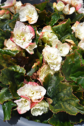 Frivola White Begonia (Begonia x hiemalis 'Frivola White') at Stonegate Gardens