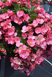 Dreams Garden MacaRose Begonia (Begonia 'Macarose') at Lakeshore Garden Centres
