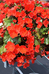 Dreams Garden MacaRouge Begonia (Begonia 'Macarouge') at Lakeshore Garden Centres