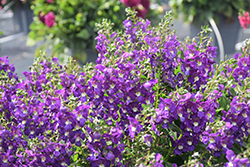 Serafina Blue Angelonia (Angelonia 'Serafina Blue') at Stonegate Gardens