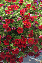Calitastic Bright Red Calibrachoa (Calibrachoa 'Calitastic Bright Red') at Lakeshore Garden Centres