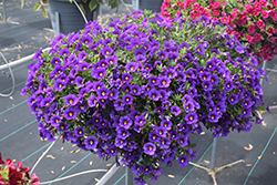 Calitastic Violaceous Calibrachoa (Calibrachoa 'Calitastic Violaceous') at Lakeshore Garden Centres
