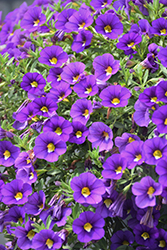 Calitastic Violaceous Calibrachoa (Calibrachoa 'Calitastic Violaceous') at Lakeshore Garden Centres