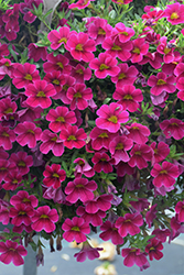 Calitastic Bright Purple Calibrachoa (Calibrachoa 'Calitastic Bright Purple') at Lakeshore Garden Centres