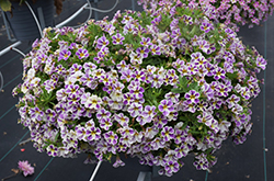 Candy Shop Grape Splash Calibrachoa (Calibrachoa 'Candy Shop Grape Splash') at Lakeshore Garden Centres
