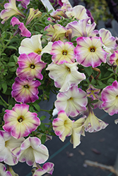 Crazytunia Lighthouse Pink Petunia (Petunia 'Crazytunia Lighthouse Pink') at Lakeshore Garden Centres