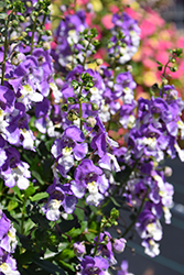Alonia Big Bicolor Purple Angelonia (Angelonia angustifolia 'Alonia Big Bicolor Purple') at Stonegate Gardens