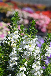 Alonia Big Snow Angelonia (Angelonia angustifolia 'Alonia Big Snow') at Lakeshore Garden Centres