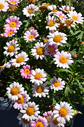 Lollies Marshmallow Marguerite Daisy (Argyranthemum frutescens 'Lollies Marshmallow') at Lakeshore Garden Centres