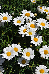 Lollies White Chocolate Marguerite Daisy (Argyranthemum frutescens 'Lollies White Chocolate') at Lakeshore Garden Centres