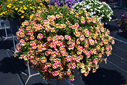 Colibri Abstract Guava Calibrachoa (Calibrachoa 'Colibri Abstract Guava') at Lakeshore Garden Centres