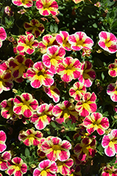 Colibri Abstract Guava Calibrachoa (Calibrachoa 'Colibri Abstract Guava') at Lakeshore Garden Centres