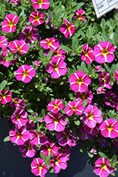 Colibri Pink Bling Calibrachoa (Calibrachoa 'Colibri Pink Bling') at Lakeshore Garden Centres