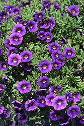 Colibri Plum Calibrachoa (Calibrachoa 'Colibri Plum') at Stonegate Gardens