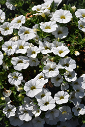 Colibri Pure White Calibrachoa (Calibrachoa 'Colibri Pure White') at Lakeshore Garden Centres