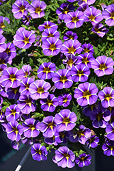 Colibri Purple Bling Calibrachoa (Calibrachoa 'Colibri Purple Bling') at Lakeshore Garden Centres
