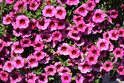 Eyeconic Pink Calibrachoa (Calibrachoa 'Eyeconic Pink') at Lakeshore Garden Centres