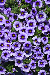 Eyeconic Purple Calibrachoa (Calibrachoa 'Eyeconic Purple') at Stonegate Gardens