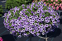 Eyeconic Purple Calibrachoa (Calibrachoa 'Eyeconic Purple') at Stonegate Gardens
