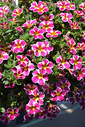 Lia Abstract Pink Calibrachoa (Calibrachoa 'Lia Abstract Pink') at Lakeshore Garden Centres