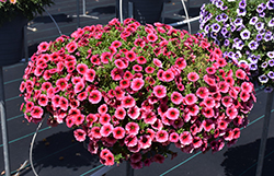 Lia Cranberry Calibrachoa (Calibrachoa 'Lia Cranberry') at Lakeshore Garden Centres