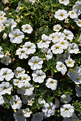 Lia Glaze Calibrachoa (Calibrachoa 'Lia Glaze') at Lakeshore Garden Centres