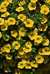 Lia Yellow Calibrachoa (Calibrachoa 'Lia Yellow') at Stonegate Gardens