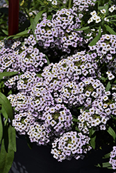 Stream Compact Violet Sweet Alyssum (Lobularia 'Stream Compact Violet') at Lakeshore Garden Centres
