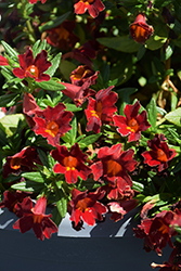 Mai Tai Red Monkeyflower (Mimulus 'Mai Tai Red') at Lakeshore Garden Centres