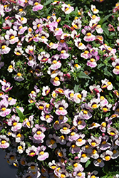 Nesia Bananaberry Nemesia (Nemesia 'Nesia Bananaberry') at Lakeshore Garden Centres