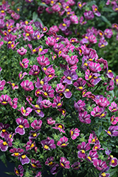 Nesia Tutti Frutti Nemesia (Nemesia 'Nesia Tutti Frutti') at Stonegate Gardens