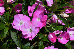 Harmony Colorfall Pink Impatiens (Impatiens hawkeri 'Harmony Colorfall Pink') at Stonegate Gardens