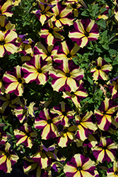 Amore Heart And Soul Petunia (Petunia 'Amore Heart And Soul') at Lakeshore Garden Centres