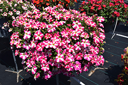 Amore Pink Heart Petunia (Petunia 'Amore Pink Heart') at Stonegate Gardens