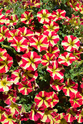 Amore Queen of Hearts Petunia (Petunia 'Amore Queen of Hearts') at Stonegate Gardens