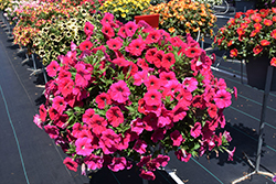 Cascadias Fuchsia Petunia (Petunia 'Cascadias Fuchsia') at Lakeshore Garden Centres