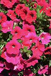 Cascadias Fuchsia Petunia (Petunia 'Cascadias Fuchsia') at Lakeshore Garden Centres