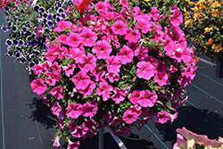 Cascadias Vibrant Pink Petunia (Petunia 'Cascadias Vibrant Pink') at Lakeshore Garden Centres
