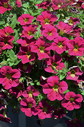 Capella Sangria Petunia (Petunia 'Capella Sangria') at Stonegate Gardens